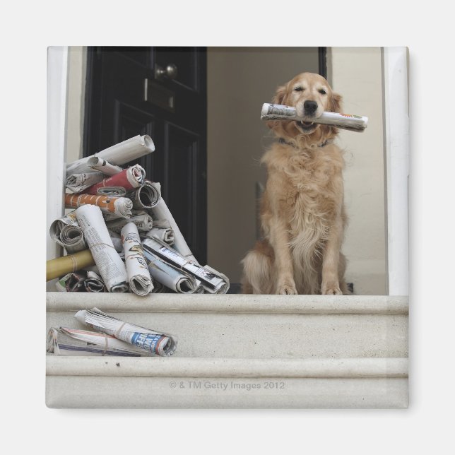 Golden retriever dog sitting at front door magnet (Front)