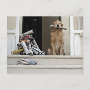 Golden retriever dog sitting at front door postcard