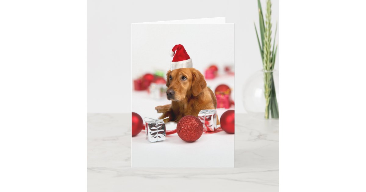 Golden Retriever Dog W Red Santa Hat Christmas Holiday Card | Zazzle