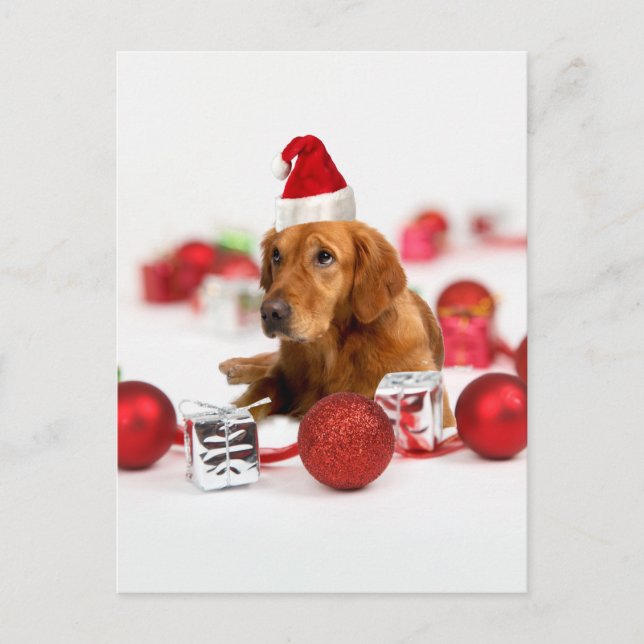 Golden Retriever Dog W Red Santa Hat Christmas Holiday Postcard (Front)