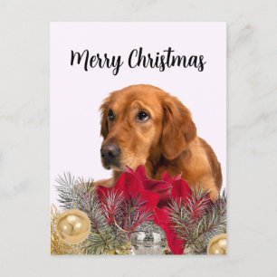 Golden Retriever Dog with Christmas Ornaments Postcard