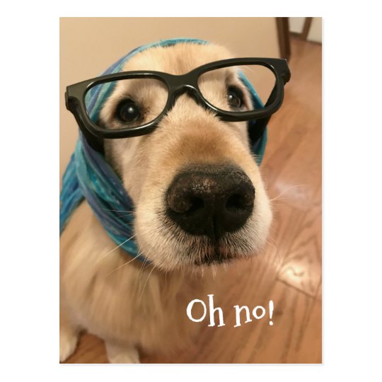 dog with glasses