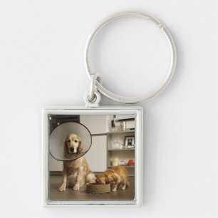 Golden retriever dog with medical collar sitting keychain