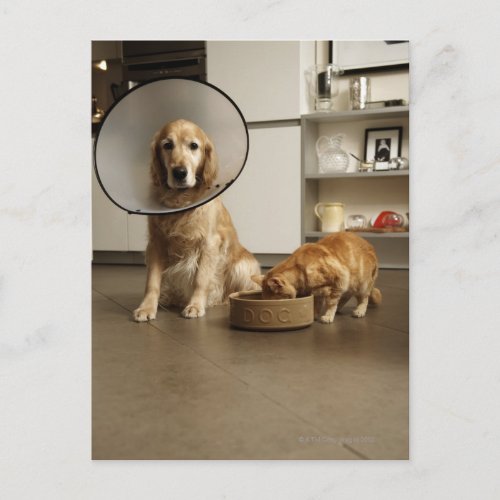 Golden retriever dog with medical collar sitting postcard