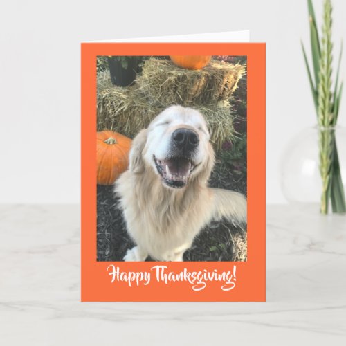 Golden Retriever Dog with Pumpkins Thanksgiving Holiday Card
