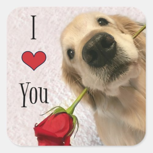 Golden Retriever Dog With Red Rose I Love You Square Sticker