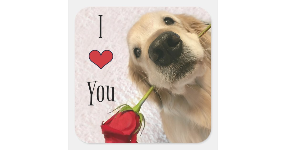 Golden Retriever Dog With Red Rose I Love You Square Sticker Zazzle Com