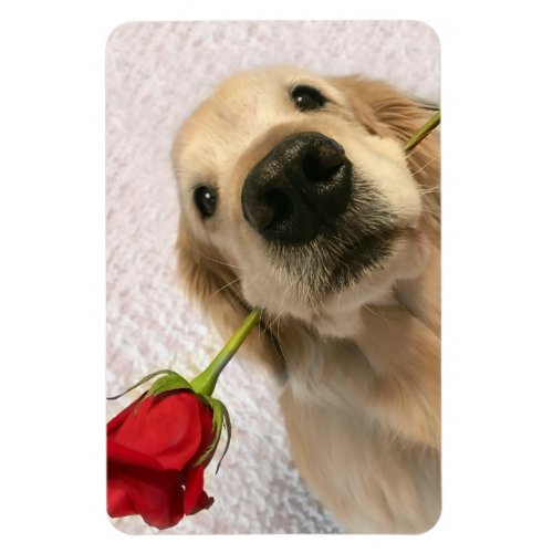 Golden Retriever Dog With Red Rose Magnet