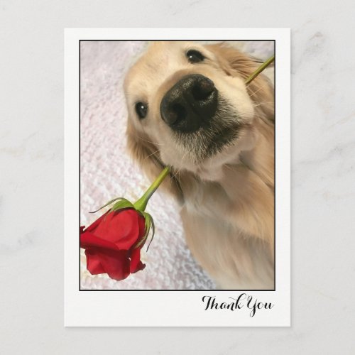 Golden Retriever Dog With Red Rose Thank You Postcard