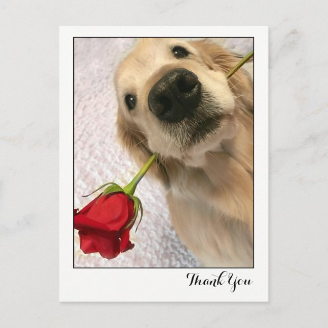 Golden Retriever Dog With Red Rose Thank You Postcard (Front)