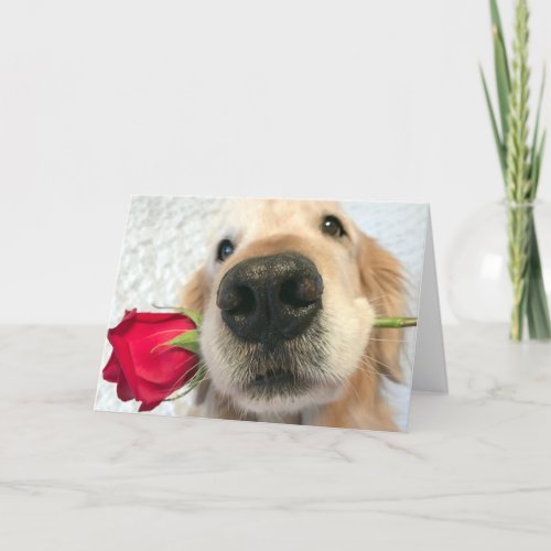 Golden Retriever Dog With Red Rose Valentines Day Holiday Card
