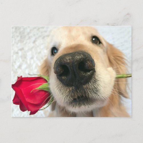 Golden Retriever Dog With Red Rose Valentines Day Holiday Postcard