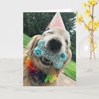 Golden Retriever Dog With Treat Happy Birthday Card | Zazzle