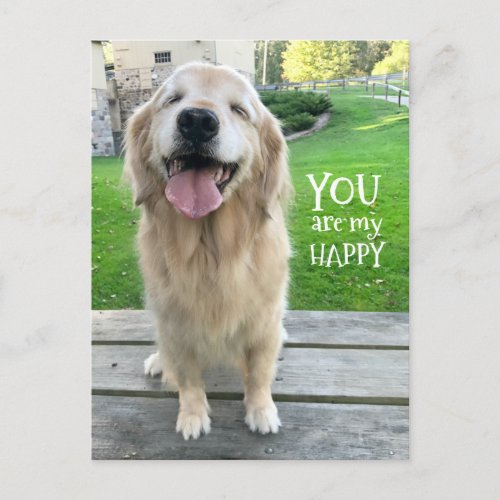 Golden Retriever Dog You Are My Happy Postcard