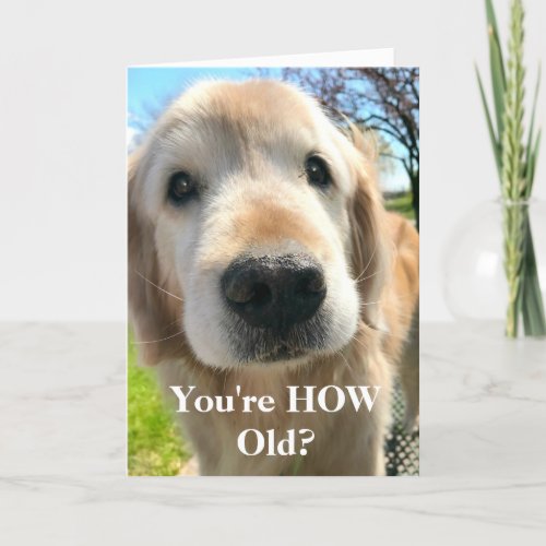 Golden Retriever Dog Youre How Old Birthday Card