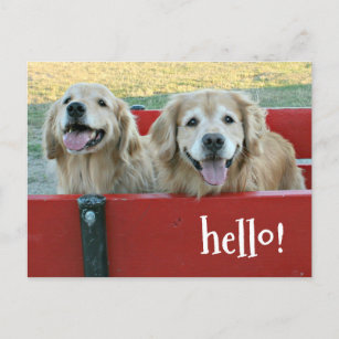 Golden Retriever Dogs in Red Wagon Thinking of You Postcard