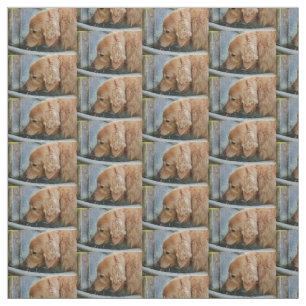 golden retriever drinking from a fountain in back fabric