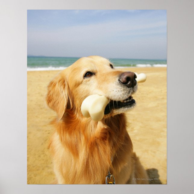 Golden Retriever eating bone Poster (Front)