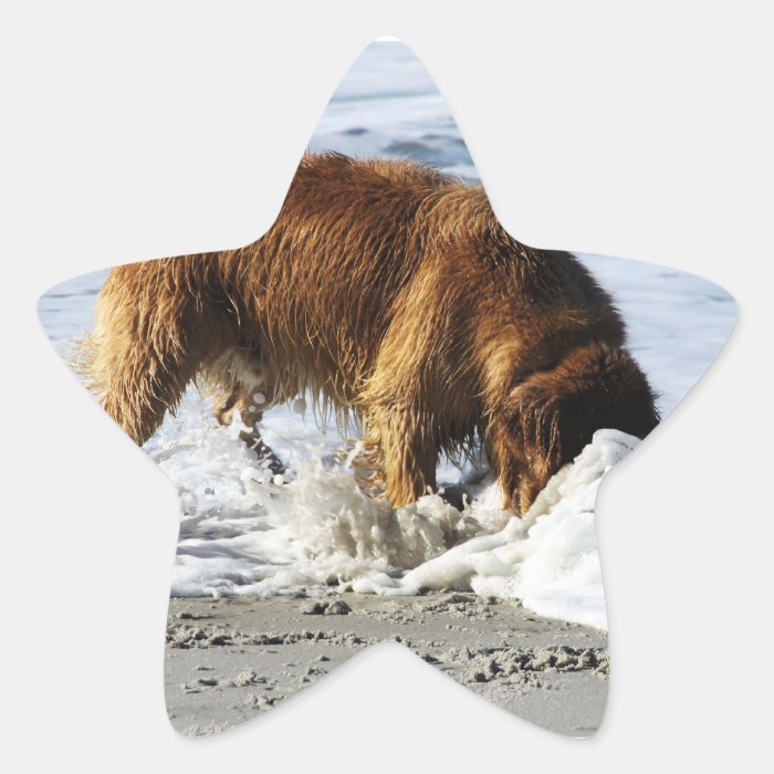 Golden Retriever EVERYBODY STOP I Lost My Contact Star Stickers