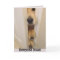 Golden Retriever Everyone Nose Birthday Card