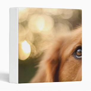 Golden Retriever Eye Closeup 3 Ring Binder
