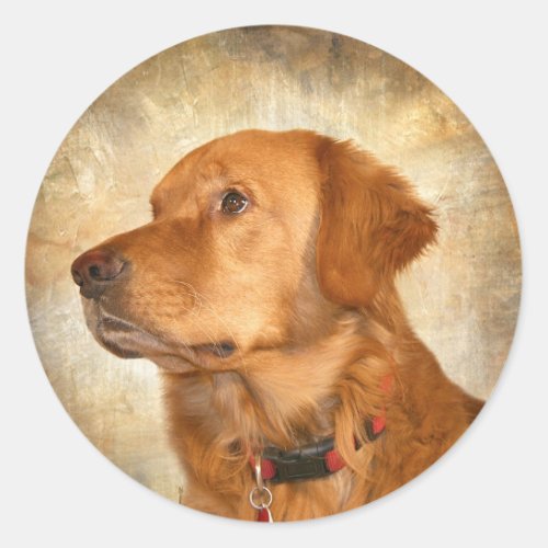 Golden Retriever face Classic Round Sticker