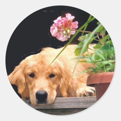 Golden Retriever Flower Sticker