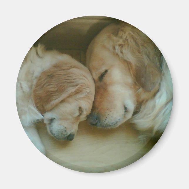 Golden Retriever Fridge Magnet (Front)