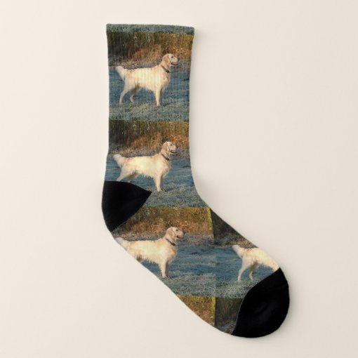 Golden Retriever Full 6 Socks R526baf980bb64257bd2d5afda311d20b Ejsj9 510 ?rlvnet=1