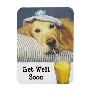 Golden Retriever Get Well Flexible Magnet