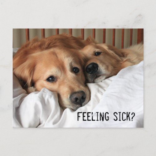 Golden Retriever Get Well Soon Postcard