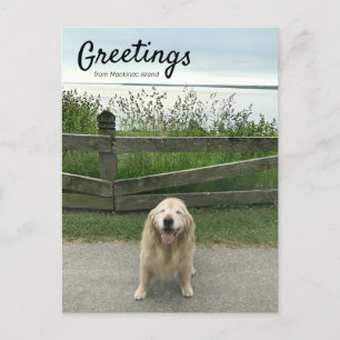 Golden Retriever Greetings From Mackinac Island Postcard