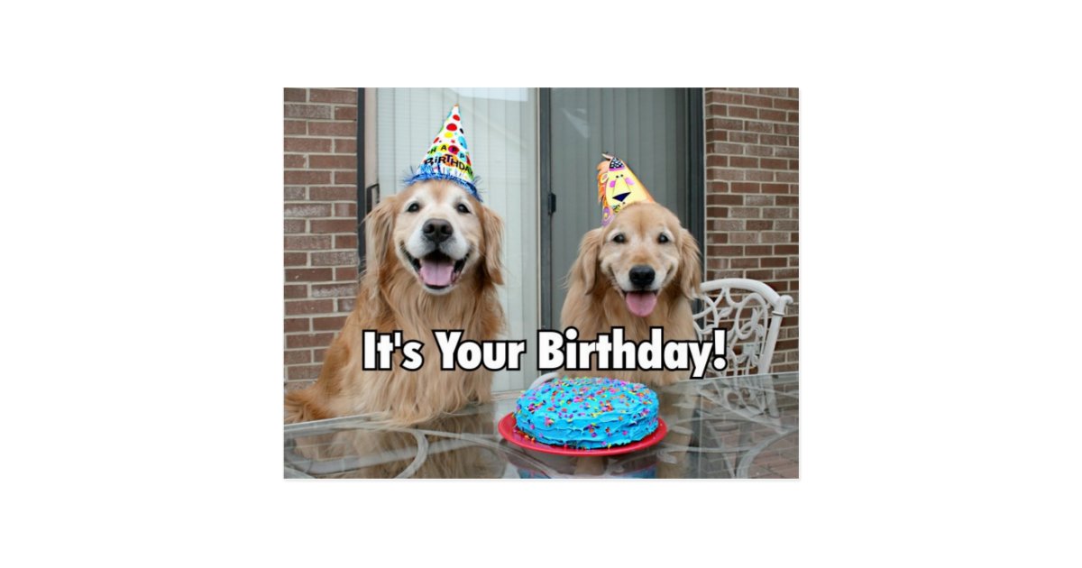 golden retriever birthday cake golden retriever happy birthday cake postcard zazzle golden retriever birthday cake golden retriever happy birthday cake postcard zazzle