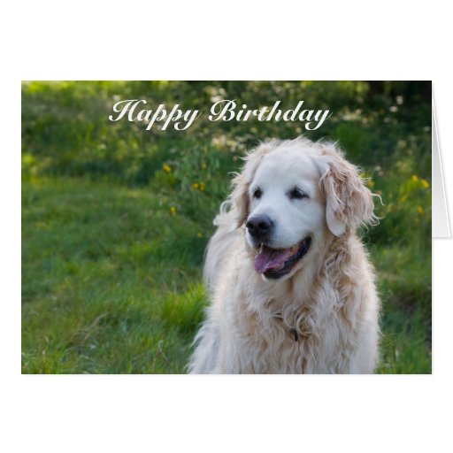 Golden Retriever Happy Birthday Greeting Card | Zazzle