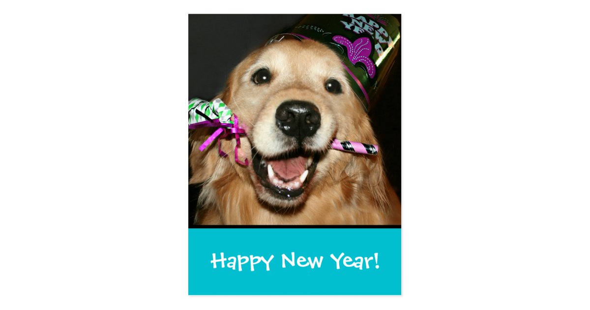 8 year golden retriever golden retriever happy new year postcard zazzle 8 year golden retriever golden retriever happy new year postcard zazzle
