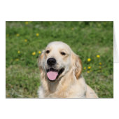 Golden Retriever Headshot 1 (Front Horizontal)