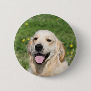 Golden Retriever Headshot 1 Button