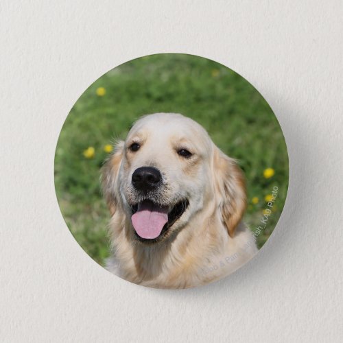 Golden Retriever Headshot 1 Button