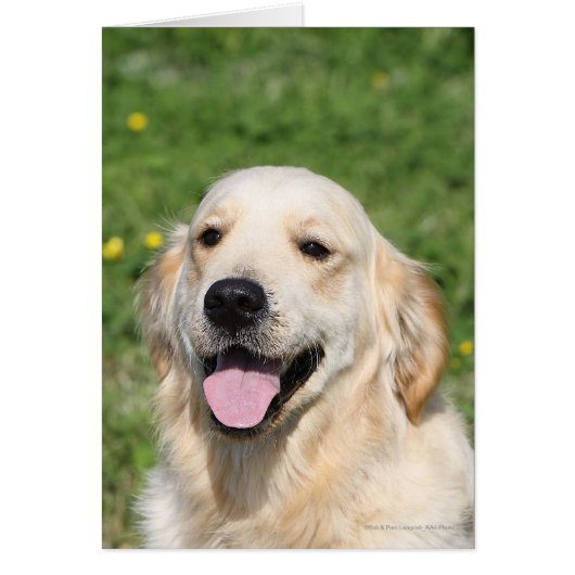 Golden Retriever Headshot 1 Cards (Front)