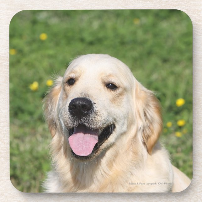 Golden Retriever Headshot 1 Drink Coaster (Front)