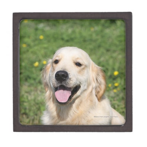 Golden Retriever Headshot 1 Jewelry Box