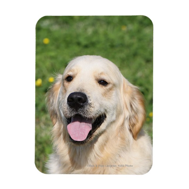 Golden Retriever Headshot 1 Magnet (Vertical)