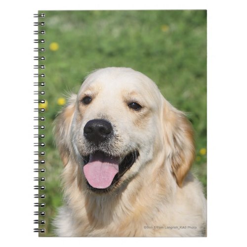 Golden Retriever Headshot 1 Notebook