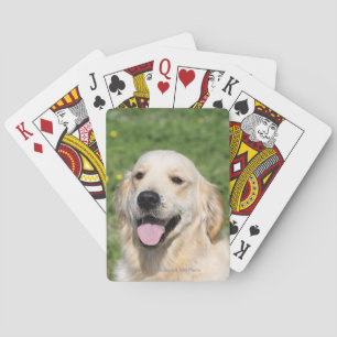 Golden Retriever Headshot 1 Poker Cards