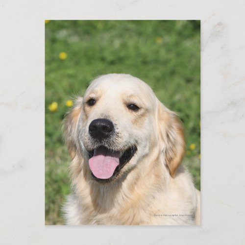 Golden Retriever Headshot 1 Postcard