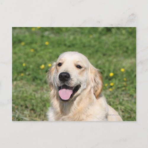 Golden Retriever Headshot 1 Postcard