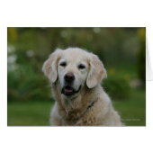 Golden Retriever Headshot 2 (Front Horizontal)