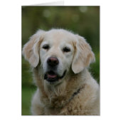 Golden Retriever Headshot 2 (Front)
