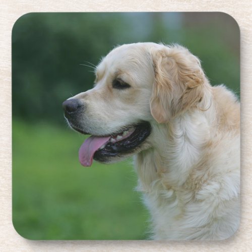 Golden Retriever Headshot 2 2 Beverage Coaster