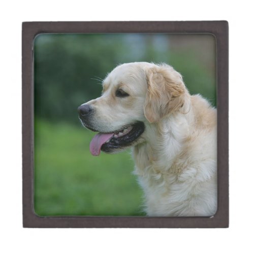 Golden Retriever Headshot 2 2 Gift Box